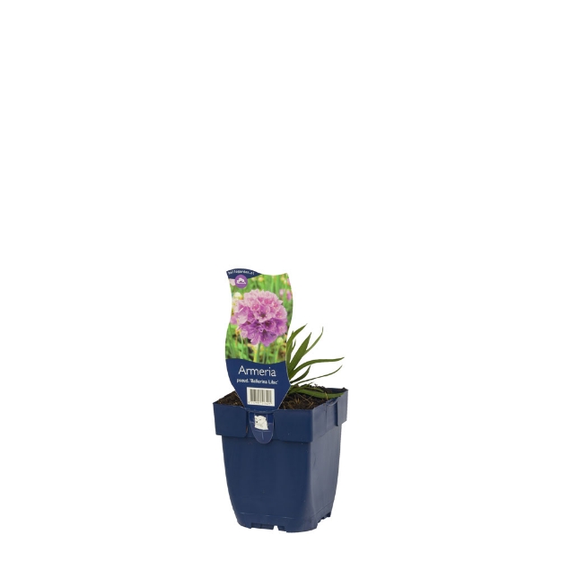 Image de Armeria pseud. 'Ballerina Lilac' - pot de 11 cm.