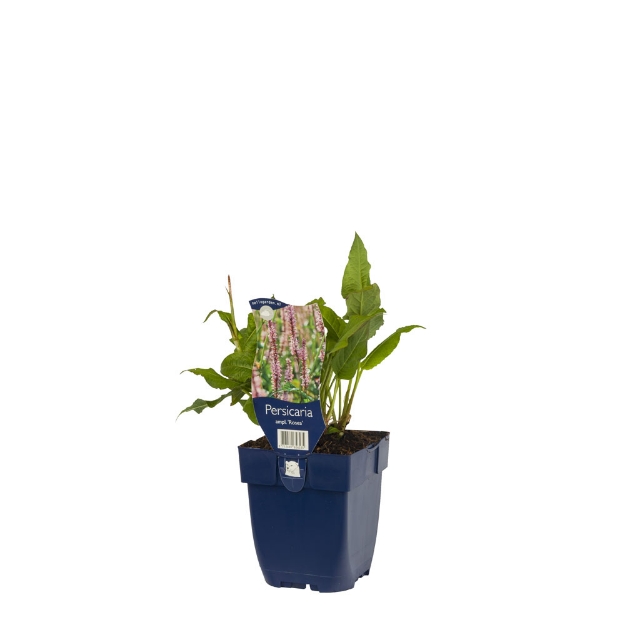 Image de Persicaria ampl. 'Rosea' - pot de 11 cm.
