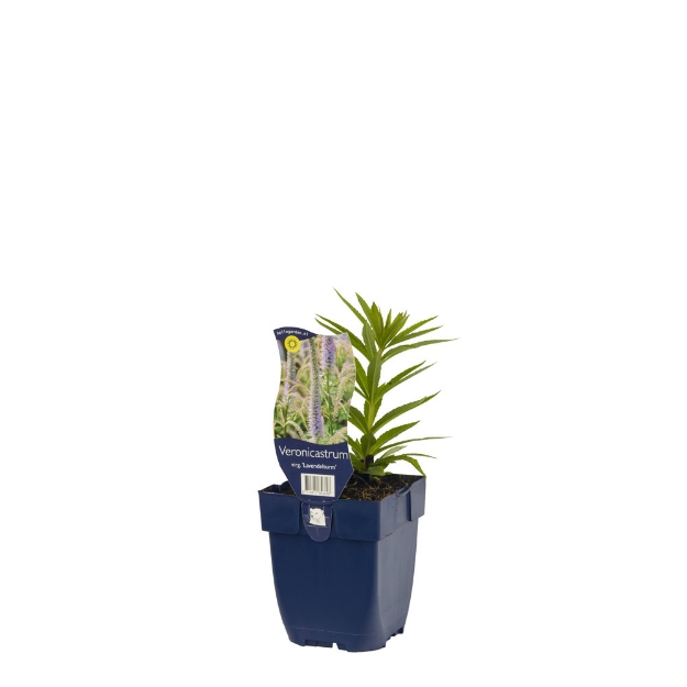 Image de Veronicastrum virg. 'Lavendelturm' - pot de 11 cm.