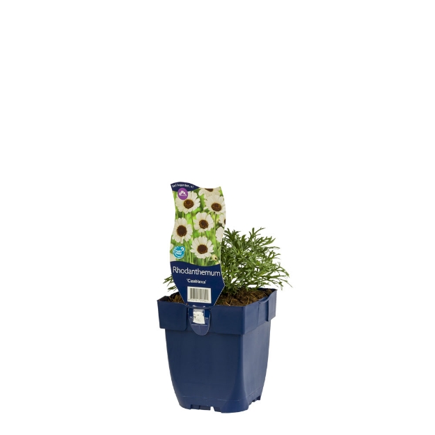 Image de Rhodanthemum 'Casablanca' - pot de 11 cm.