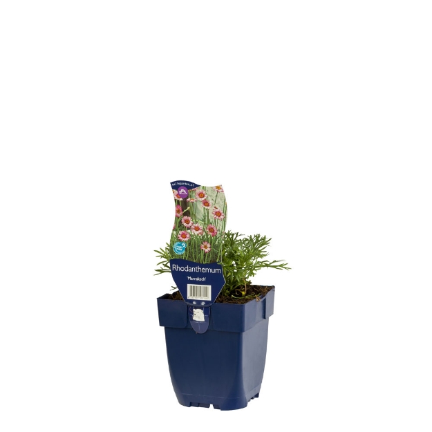 Image de Rhodanthemum 'Marrakech' - pot de 11 cm.