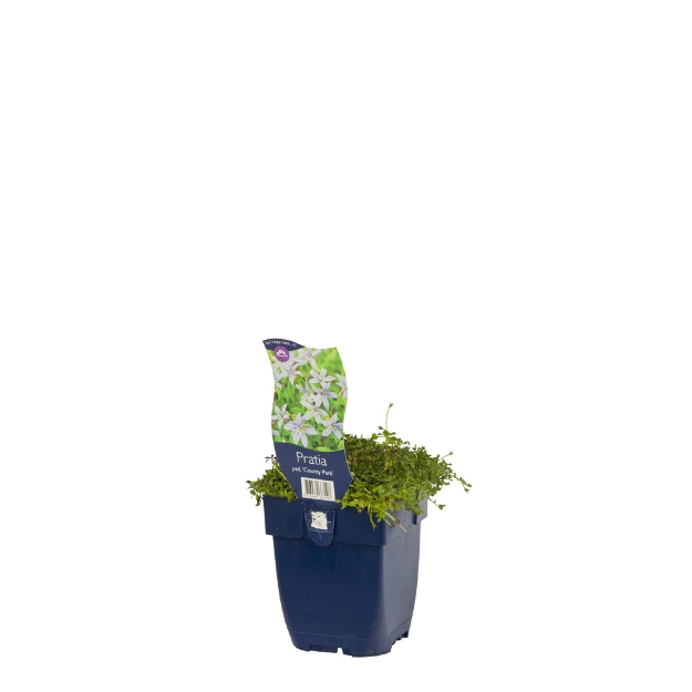 Image de Pratia pedunculata 'County Park' - pot de 11 cm.