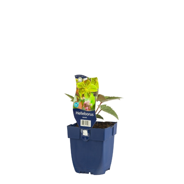 Image de Helleborus sternii - pot de 11 cm.