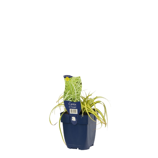 Image de Carex oshimensis 'Evergold' - pot de 11 cm.