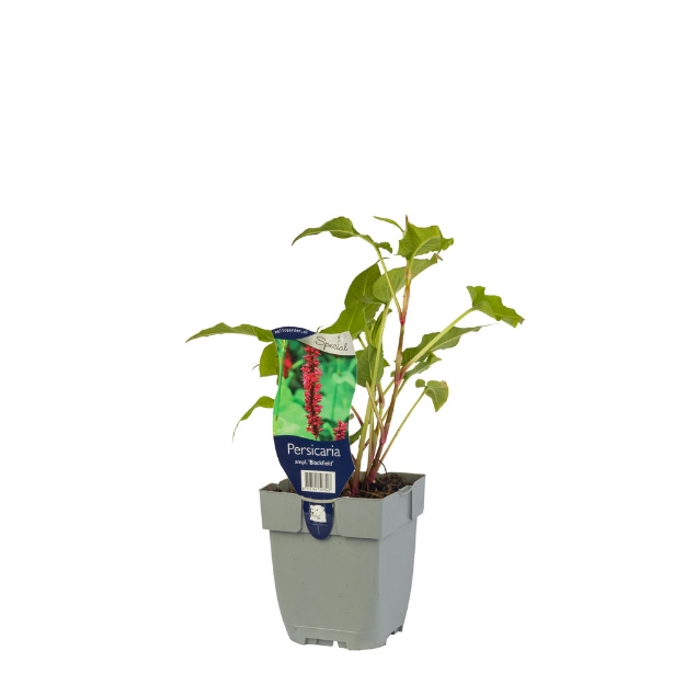 Image de Persicaria ampl. 'Blackfield' - pot de 11 cm.
