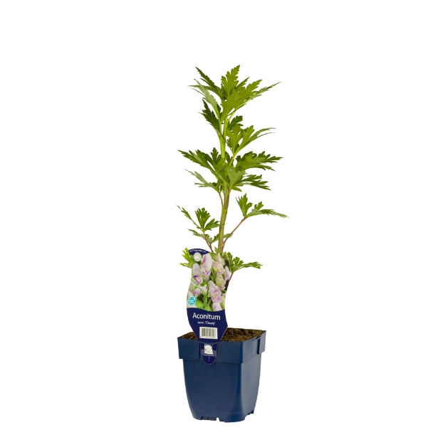 Image de Aconitum carm. 'Cloudy' - pot de 11 cm.