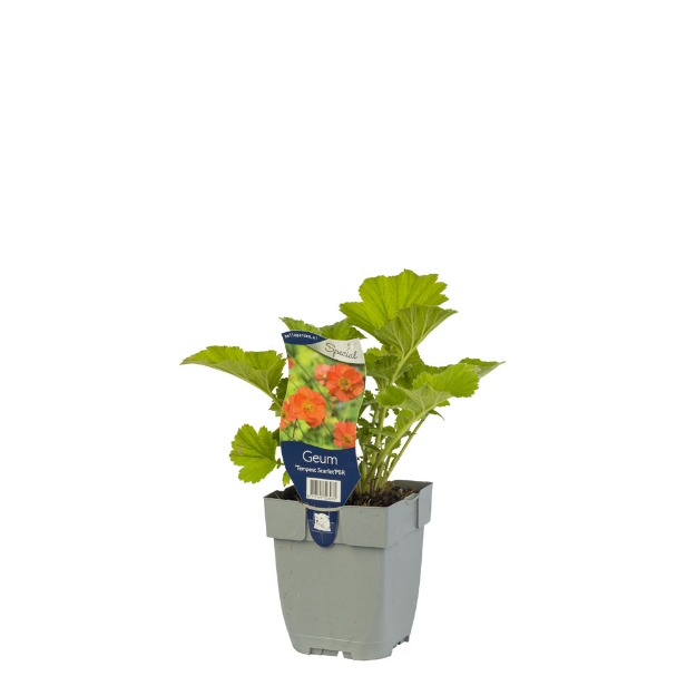 Image de Geum 'Tempest Scarlet' - pot de 11 cm.
