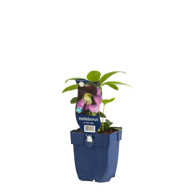 Image de Helleborus or. 'Red Lady' - pot de 11 cm.