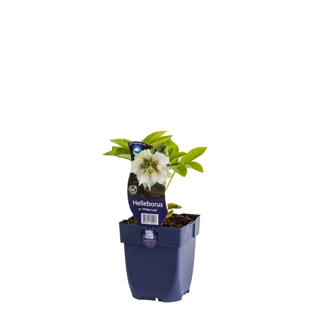 Image de Helleborus or. 'White Lady' - pot de 11 cm.