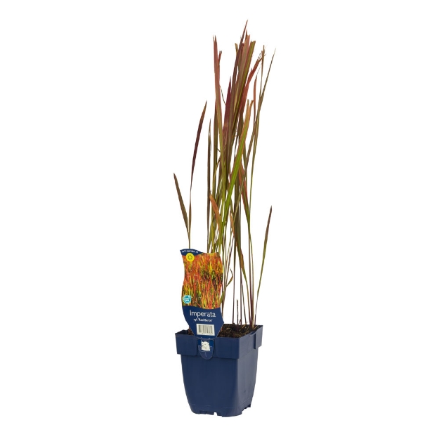 Image de Imperata cylindrica 'Red Baron' - pot de 11 cm.