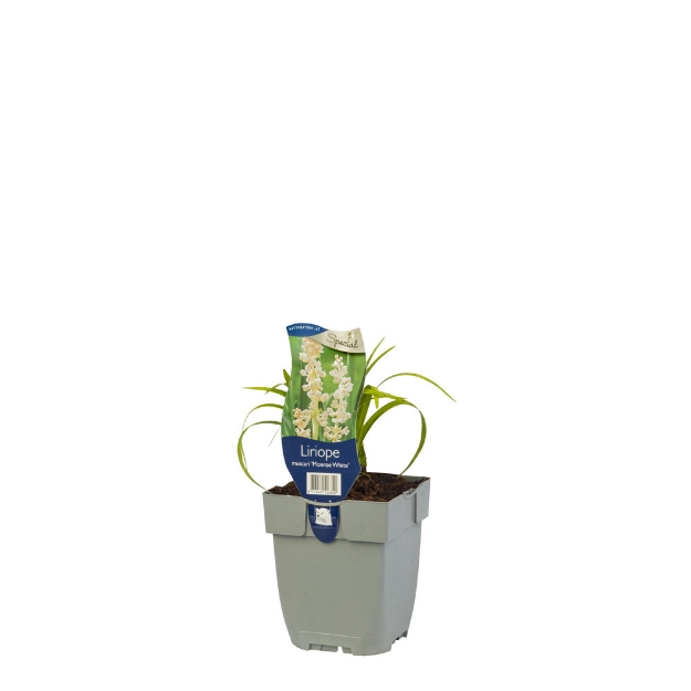 Image de Liriope muscari 'Monroe White' - pot de 11 cm.