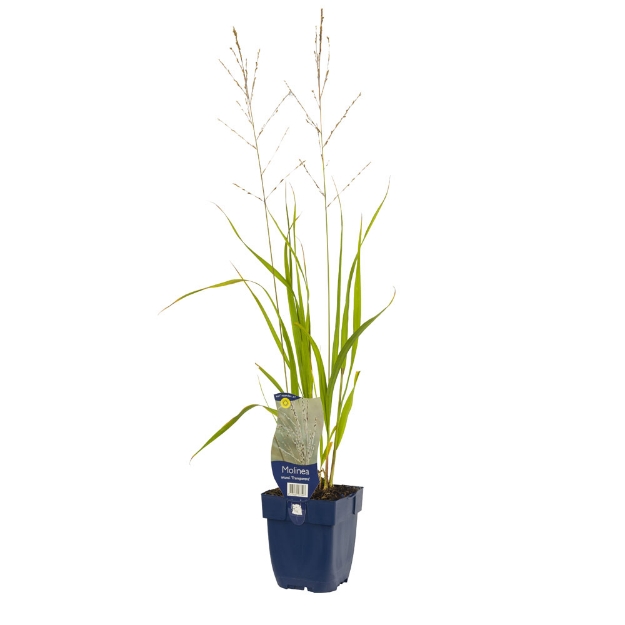Image de Molinia arund. 'Transparent' - pot de 11 cm.
