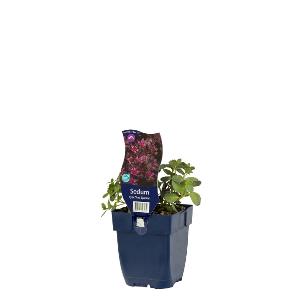 Image de Sedum 'Red Sparkle' - pot de 11 cm.