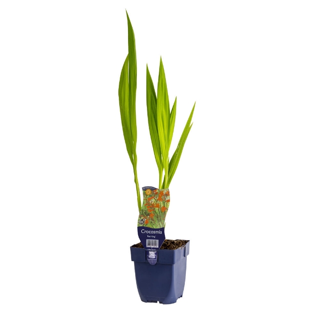 Image de Crocosmia 'Red King' - pot de 11 cm.