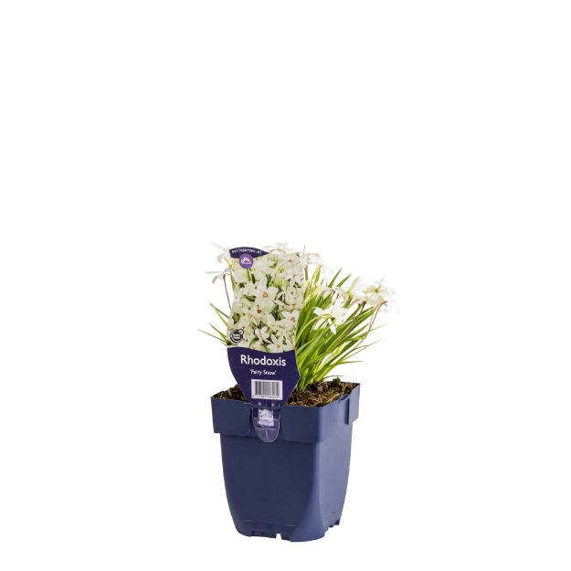 Image de Rhodoxis 'Fairy Snow' - pot de 11 cm.