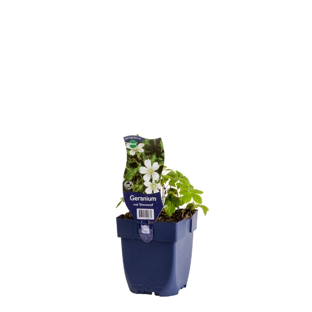 Image de Geranium nod. 'Silverwood' - pot de 11 cm.