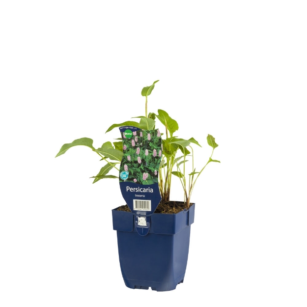 Image de Persicaria bistorta - pot de 11 cm.