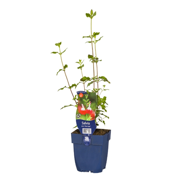Image de Salvia micr. 'Hot Lips' - pot de 11 cm.
