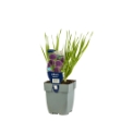 Image de Allium 'Millennium' - pot de 11 cm.