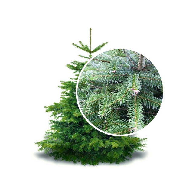 Image de NORDMANN CULTIVE EN POT H175-200CM