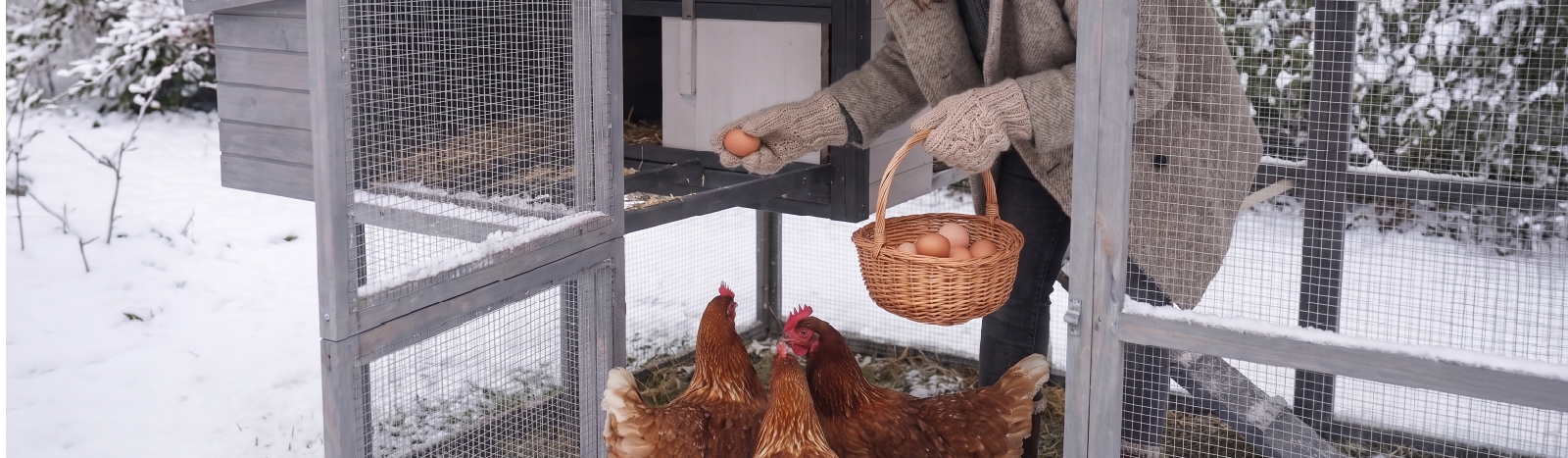 Pour des œufs en hiver : achetez vos poules en août & septembre