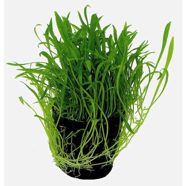Image de BAKJE SALVINIA MINIMA
