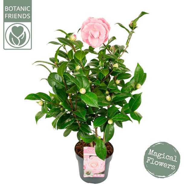 Image de Camellia jap. 'Nuccio's Cameo'