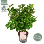 Image de Camellia jap. 'Nuccio's Cameo'