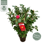Image de Camellia jap. 'Dr. King'