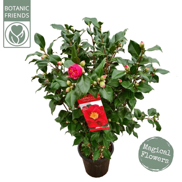 Image de Camellia jap. 'Dr. King'
