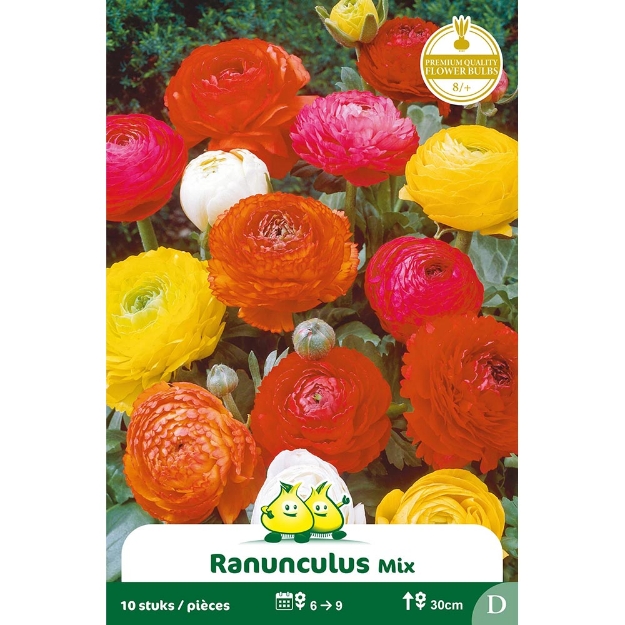 Image de Paquet RANONCULUS MELANGE  cal :8/+