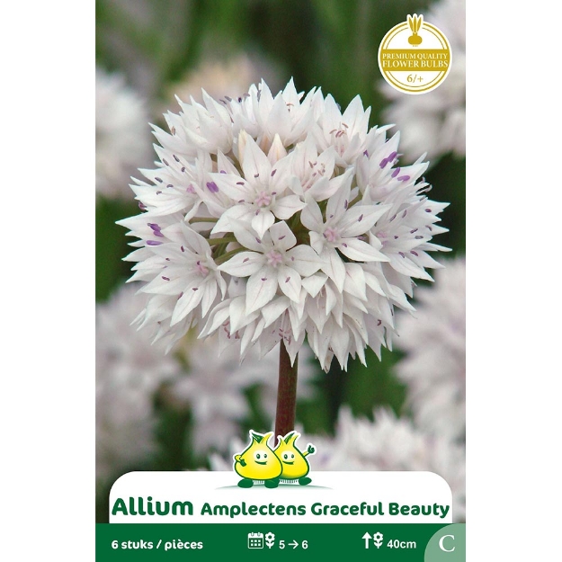 Image de Paquet ALLIUM AMPLECTENS GRACEFULL BEAUTY C cal :6/+