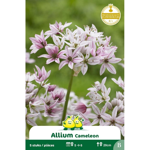 Image de Paquet ALLIUM CAMELEON B cal :4/+