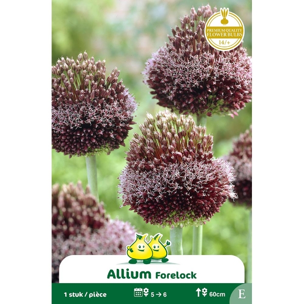 Image de Paquet ALLIUM FORELOCK  cal :14/+