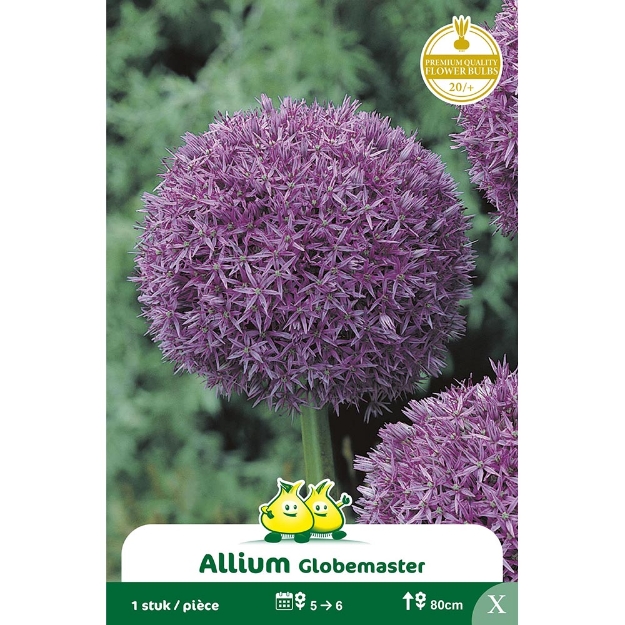 Image de Paquet ALLIUM GLOBEMASTER X cal :20/+