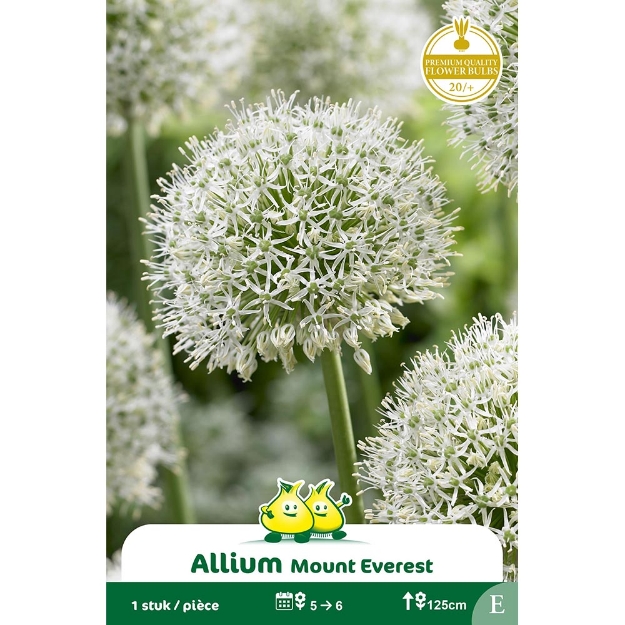 Image de Paquet ALLIUM MOUNT EVEREST E cal :20/+
