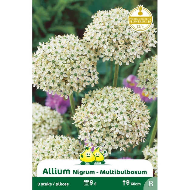 Image de Paquet ALLIUM MULTIBULBOSUM   B cal :12/+