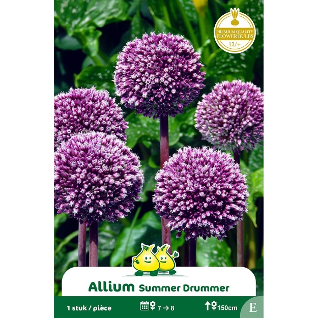 Image de Paquet ALLIUM SUMMER DRUMMER  cal :12/+