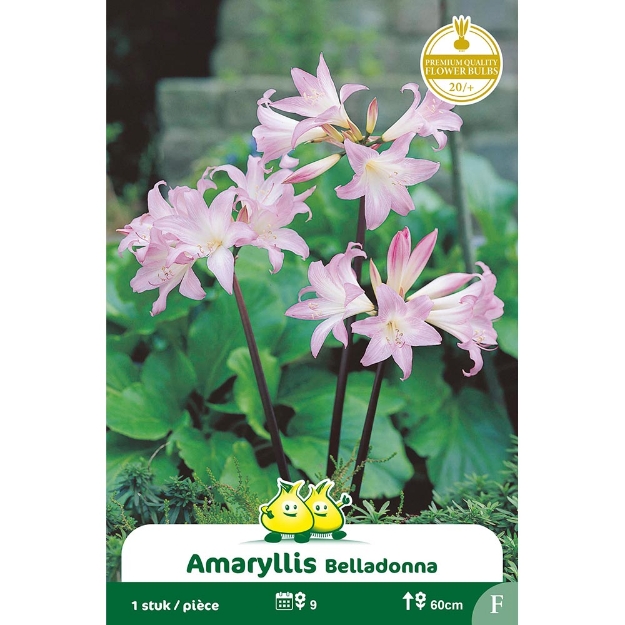 Image de Paquet AMARYLLIS BELLADONNA F cal :20/+