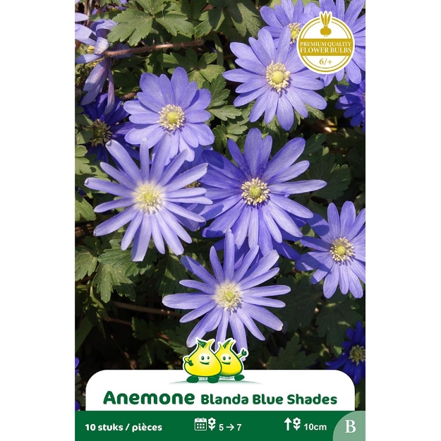 Image de Paquet ANEMONE BLANDA BLEU B cal :6/+