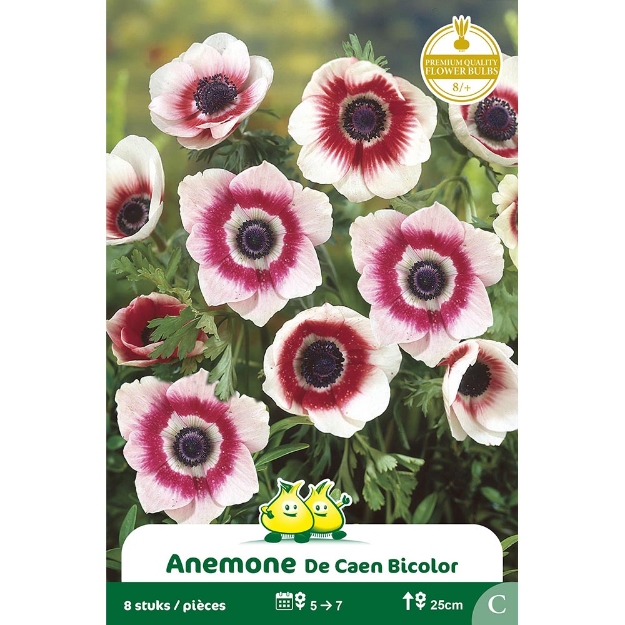 Image de Paquet ANEMONE BICOLOR B cal :8/+