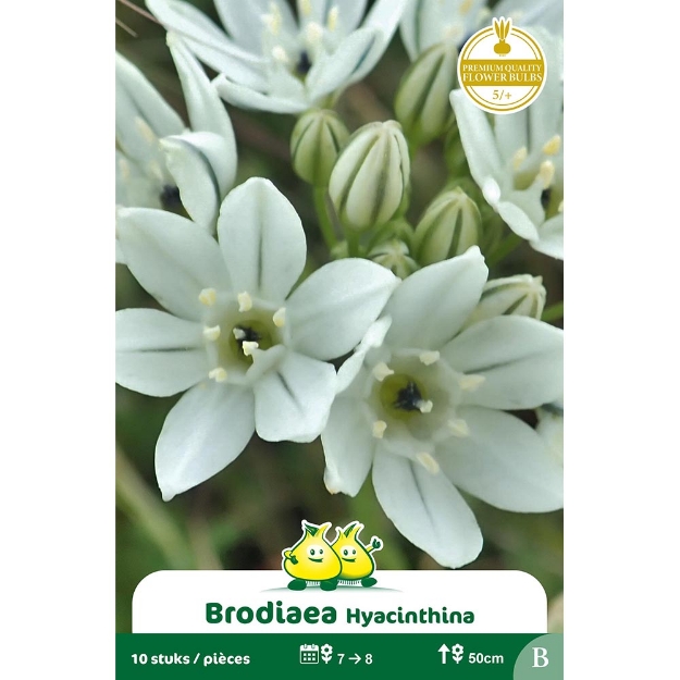 Image de Paquet BRODIAEA HYACINTHINA cal :5/+