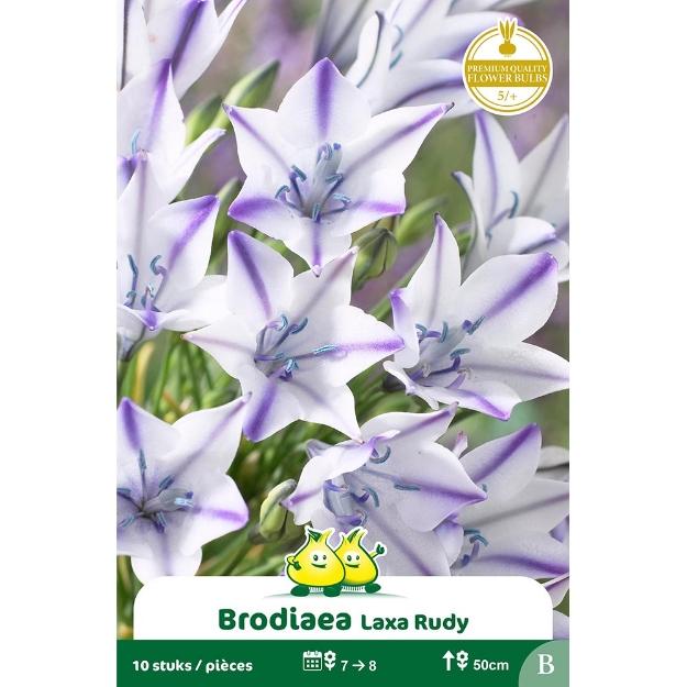 Image de Paquet BRODIAEA LAXA RUDY cal :5/+
