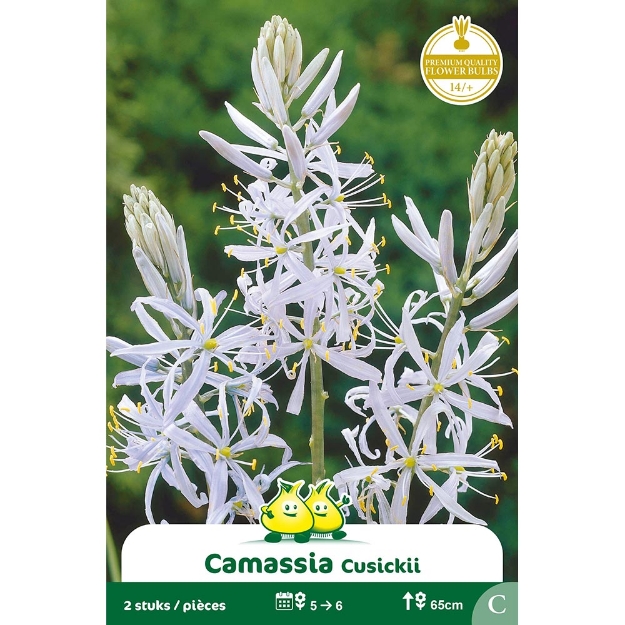 Image de Paquet CAMASSIA  CUSIKII C cal :14/+
