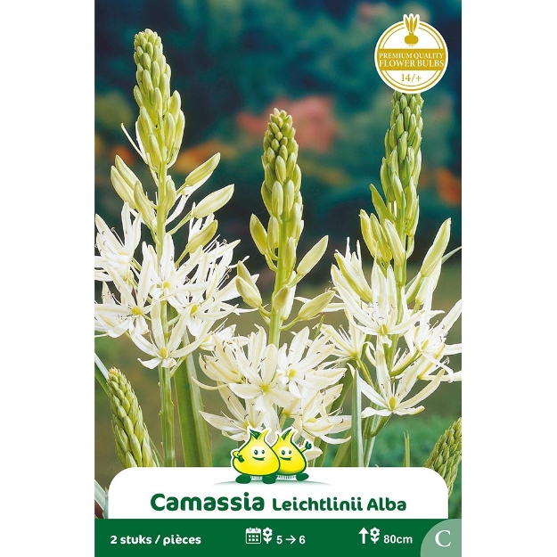 Image de Paquet CAMASSIA  LEICHTLINII ALBA c cal :14/+
