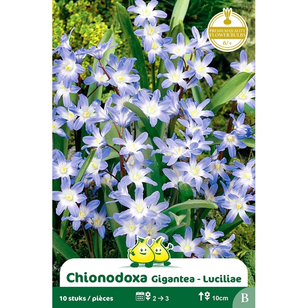 Image de Paquet CHIONODOXA  LUCILLIAE - GIGANTEA B cal :6/+