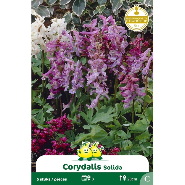 Image de Paquet OCORYDALIS SOLIDA C cal :5/+
