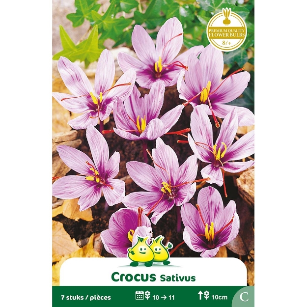 Image de Paquet CROCUS SATIVUS  C cal :8/+