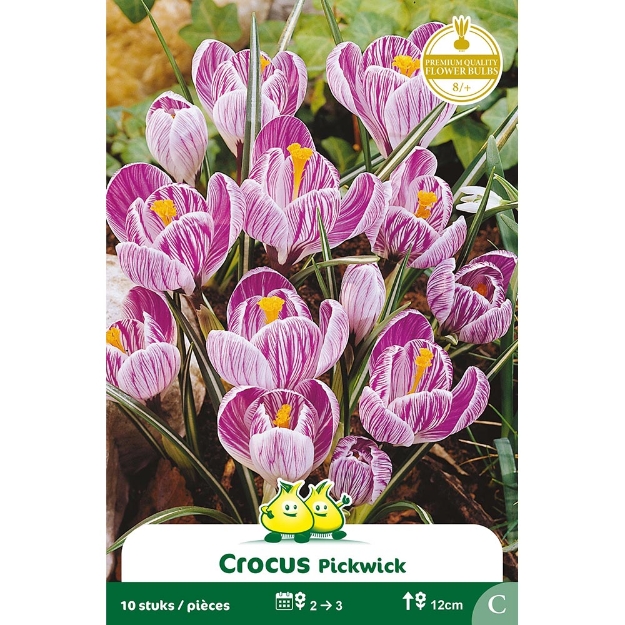 Image de Paquet CROCUS  PICKWICK   cal :8/+