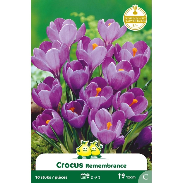Image de Paquet CROCUS  REMMERBRANCHE  cal :8/+